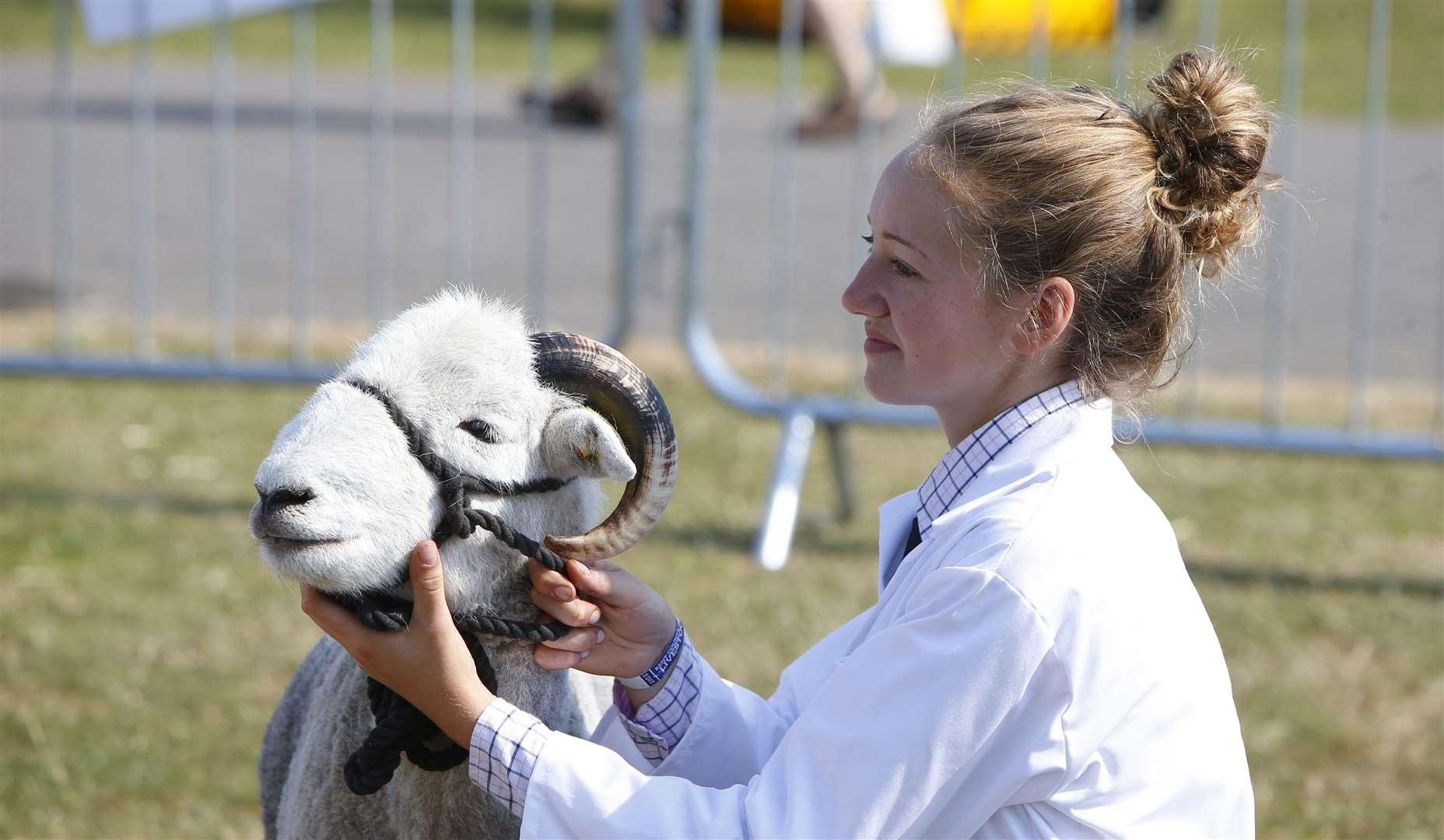 Judging in the sheep ring last year