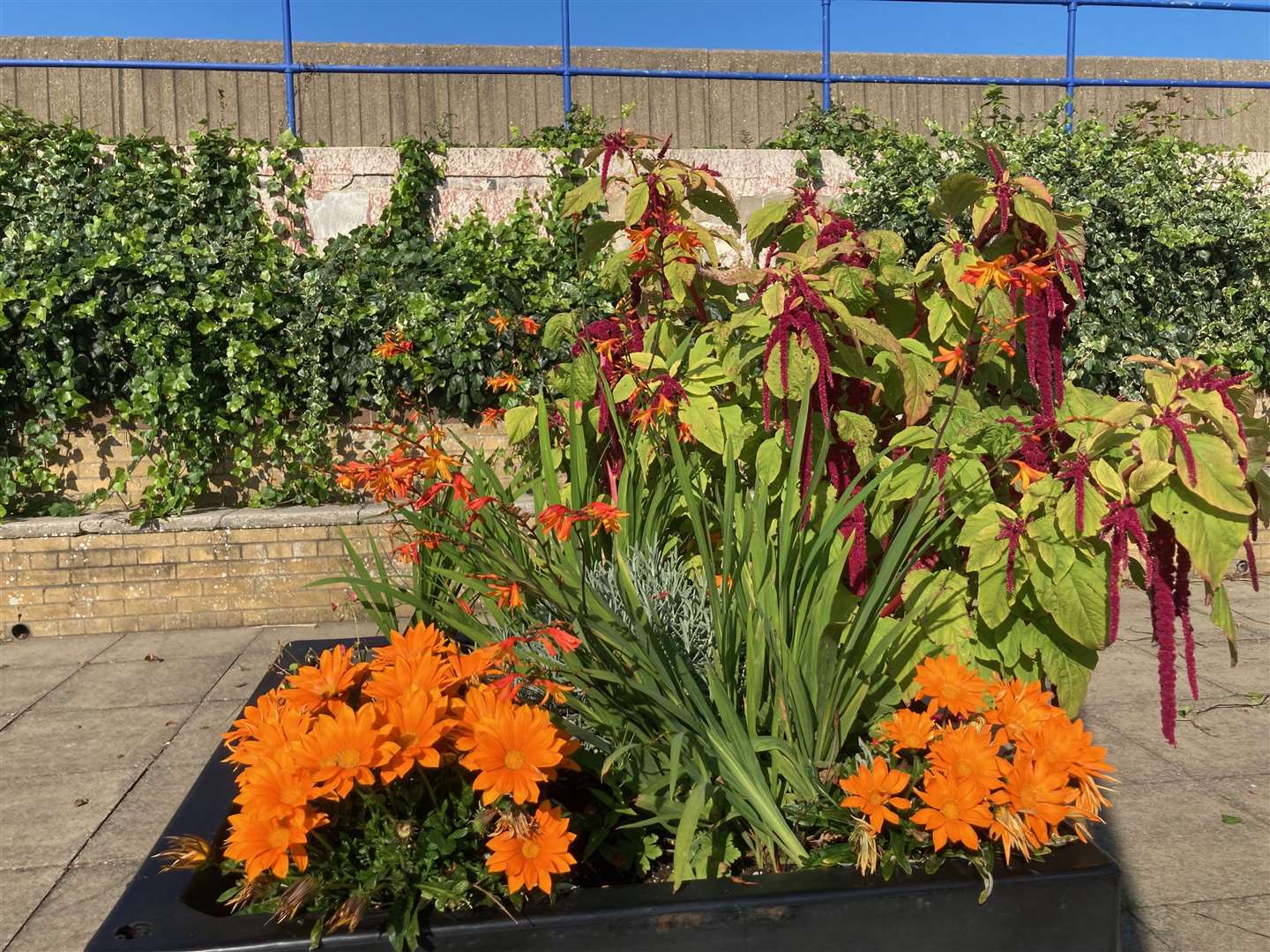 The new-look Beachfiels seafront park at Sheerness is bursting into colour with the recent planting of bee-friendly plants in the flower beds