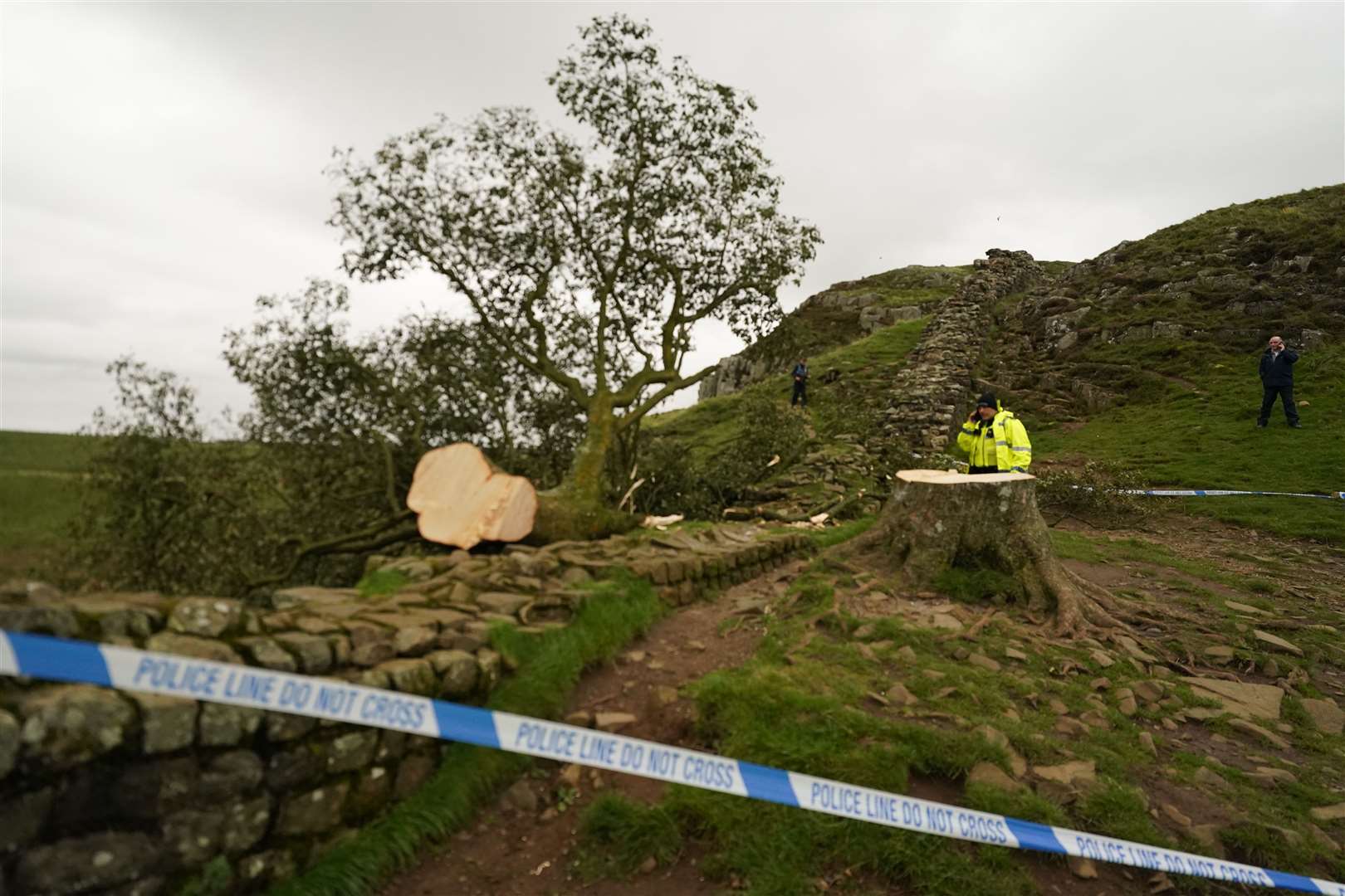 The tree became well known after featuring in a key scene in Robin Hood: Prince of Thieves (Owen Humpreys/PA)