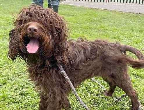 Melon is a six-month-old cockapoo. Picture: Last Chance Animal Rescue