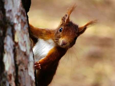 Red squirrels love the rope in their enclosures