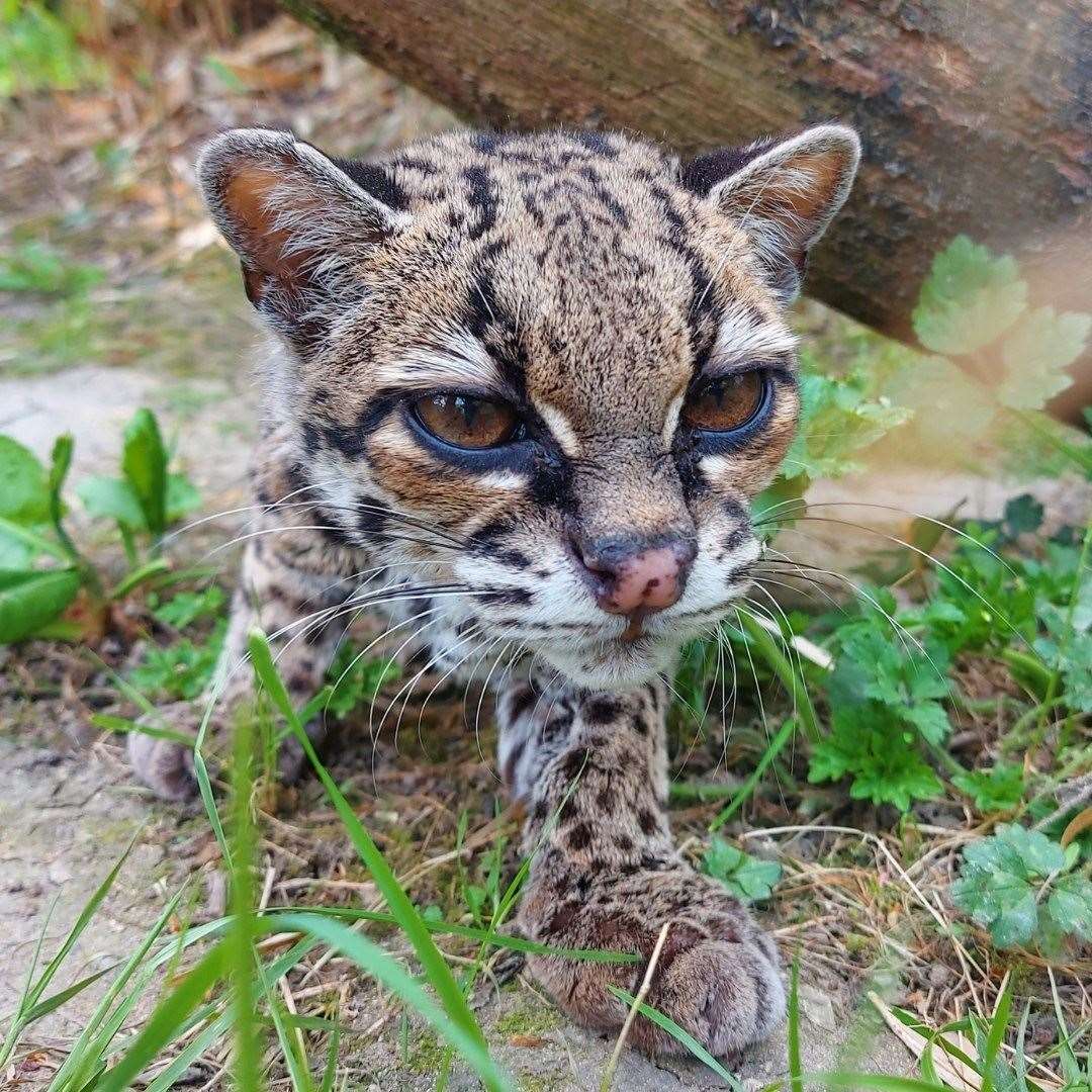 Ambah the margay died at Port Lympne. Photo: Port Lympne