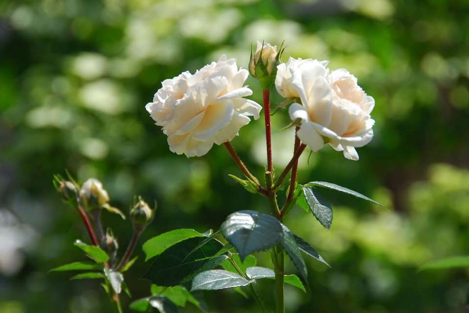 Full bloom, the Macmillan Nurse rose