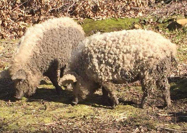 Woolly pigs, spotted in Thornden Wood, Whitstable