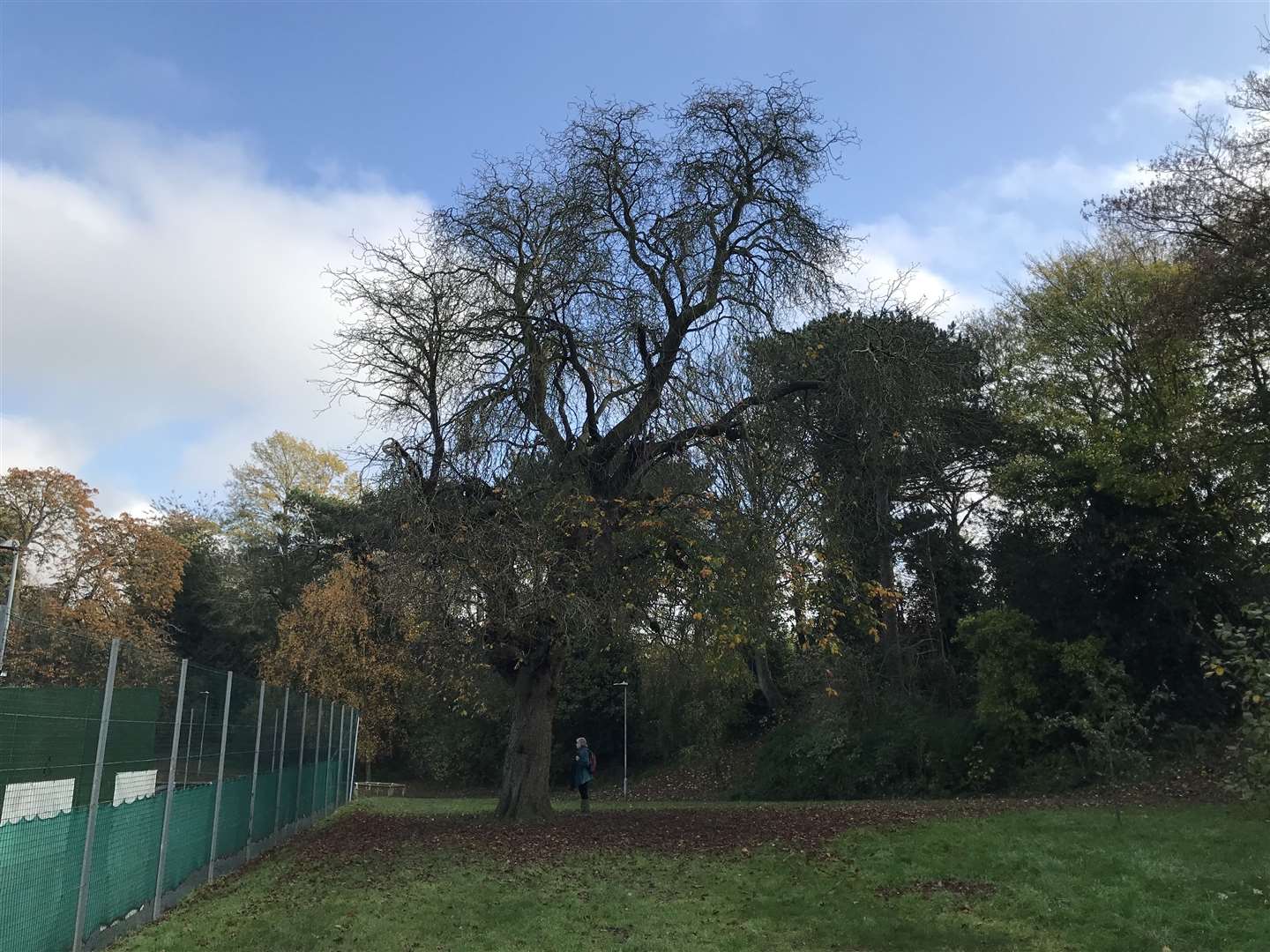 The tree is believed to be at least 50ft tall and dates back to 1866