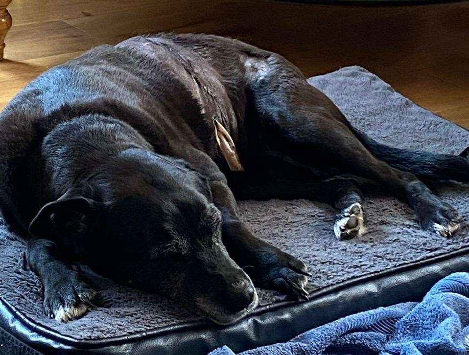 Tilly Recovering from her dog attack. Picture: Louis Murdoch