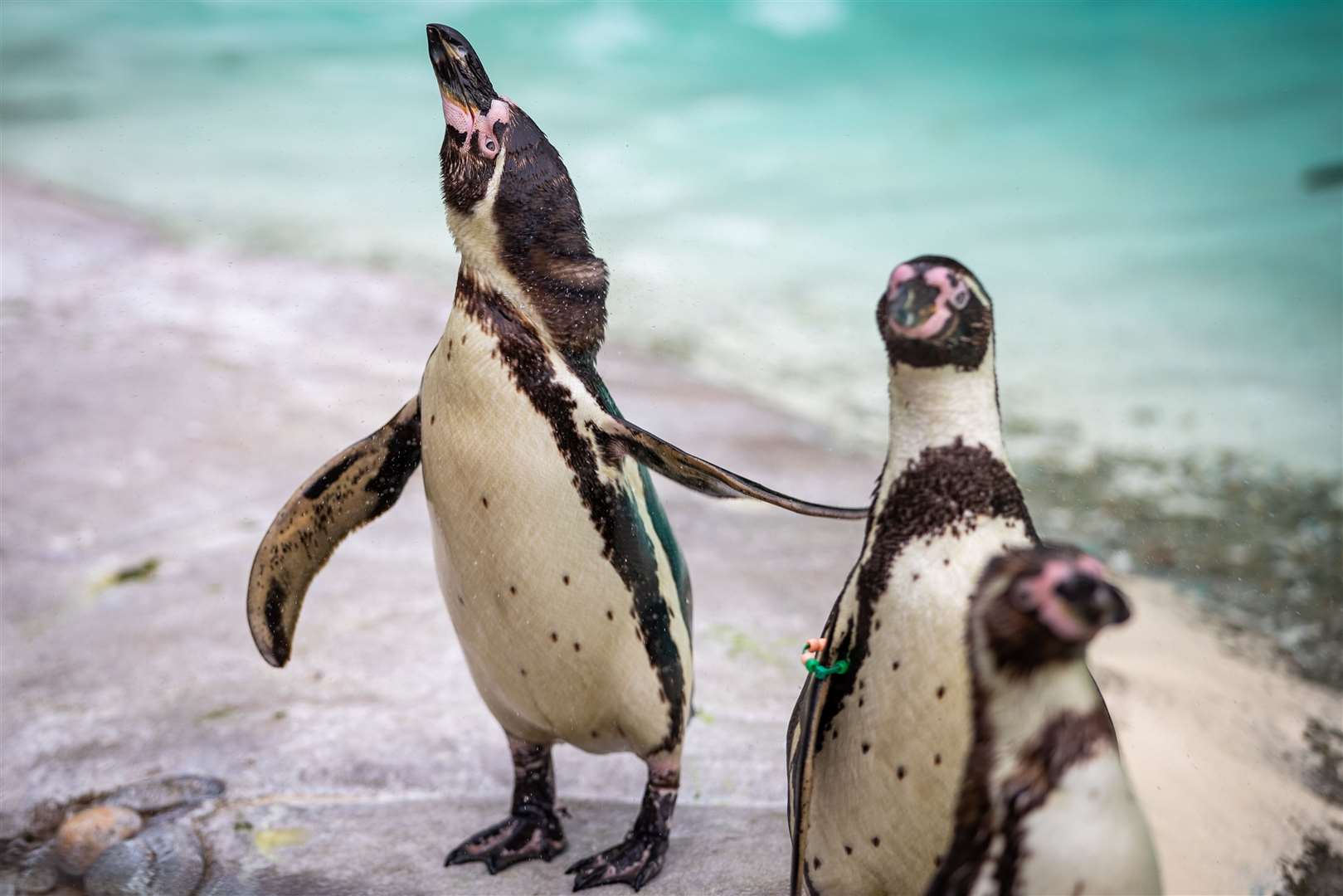 Penguins within their enclosure at ZSL London Zoo (Aaron Chown/PA)