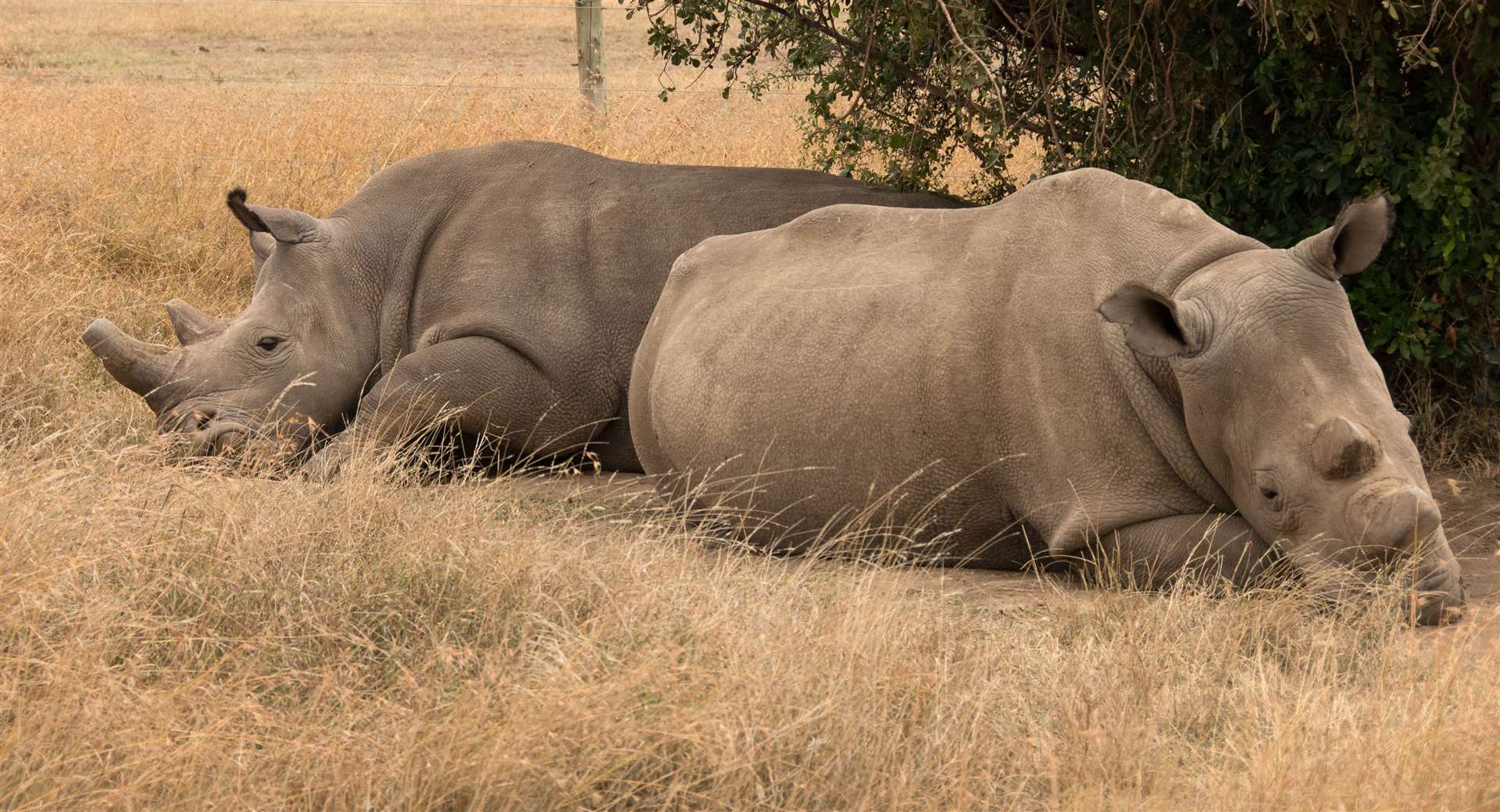 Najin and Fatu - the last Northern White Rhinos in the world