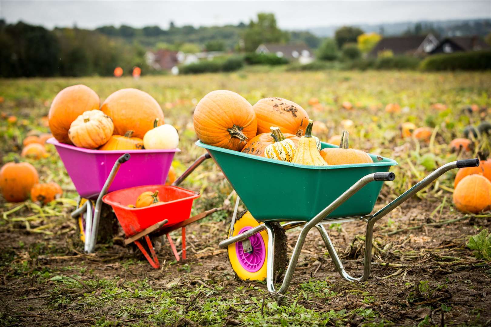 kents pumpkin patch