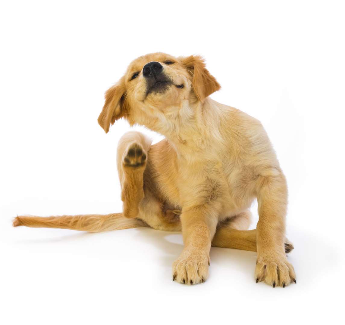 A Golden Retriever puppy scratching at fleas. Picture: istock/cmannphoto