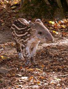 Howletts Wild Animal Park was the top subscribed attraction last year