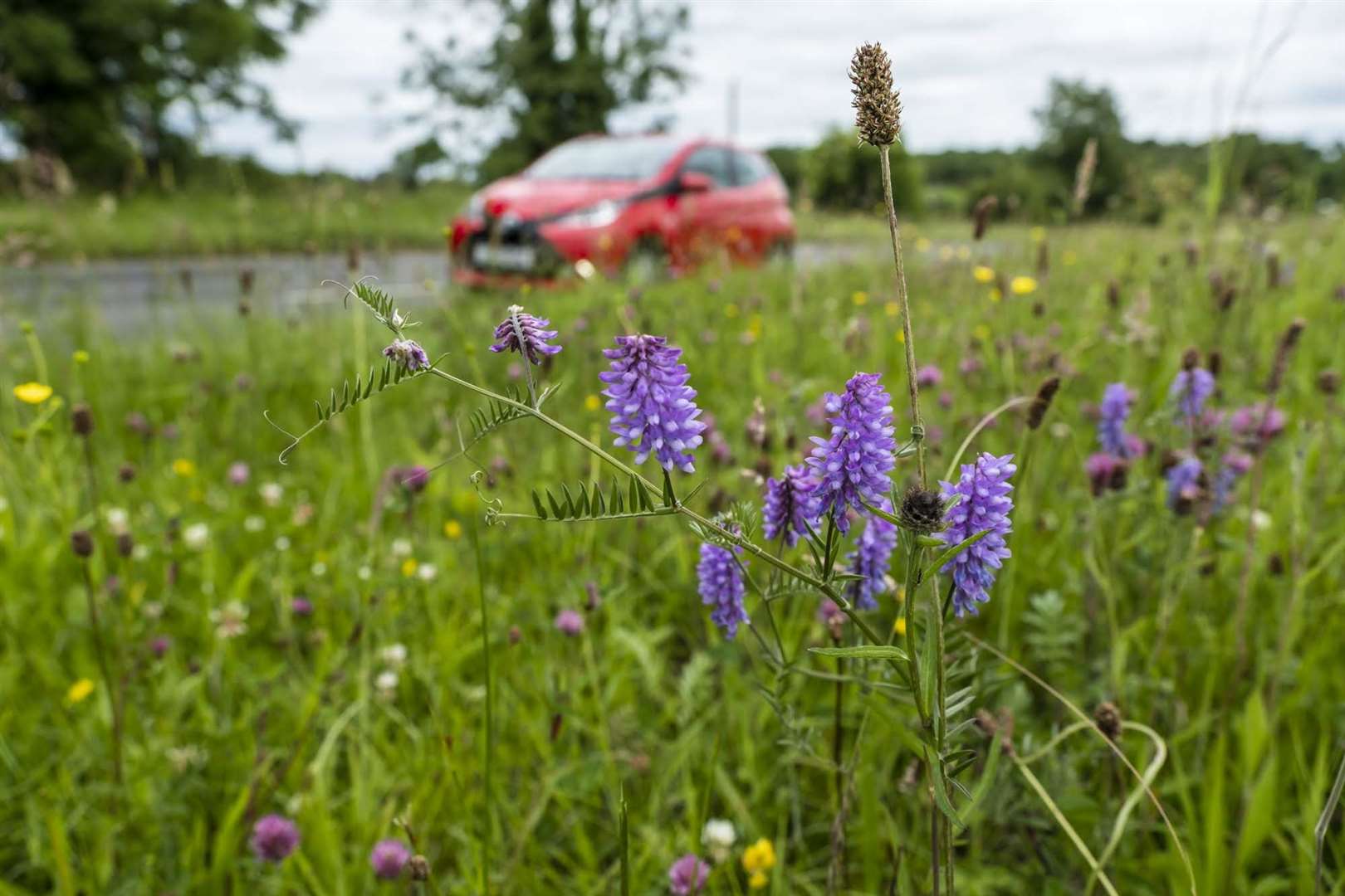 More people are appreciating wildflower road verges (Matt Pitts/Plantlife/PA)