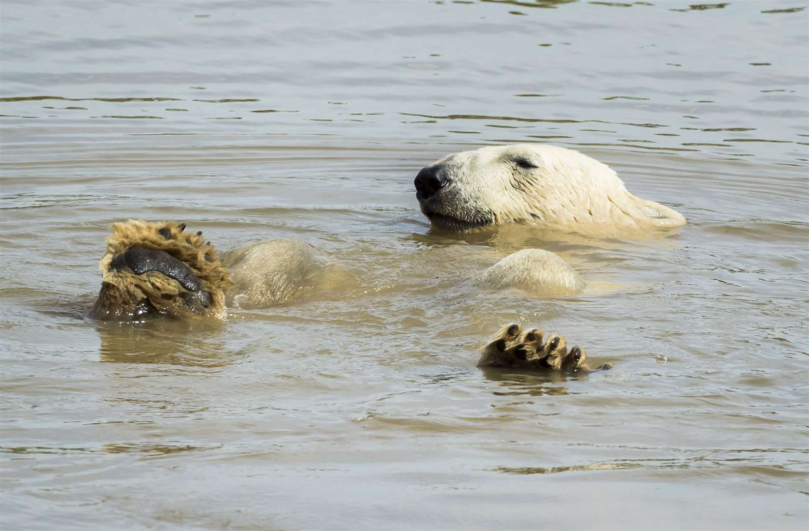 A polar bear (Danny Lawson/PA)