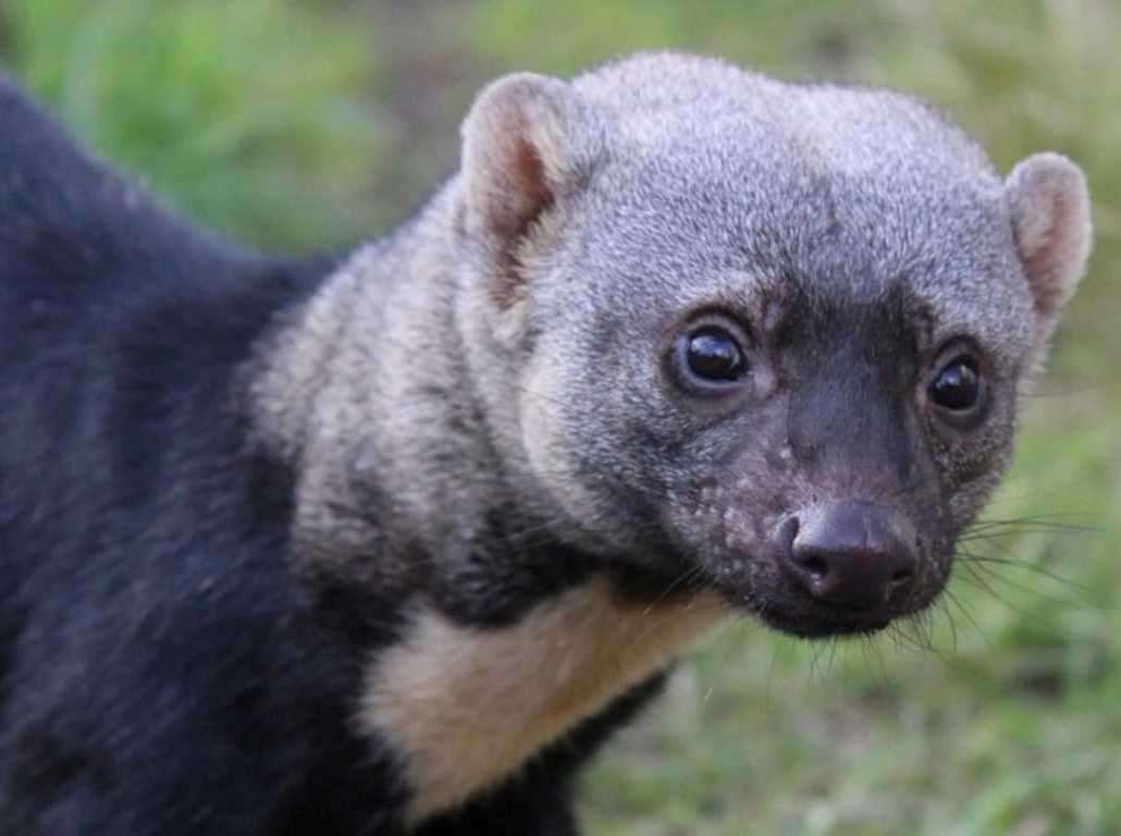 One of the Tayras from Hemsley Conservation Centre is on the loose. Picture: Hemsley Conservation Centre