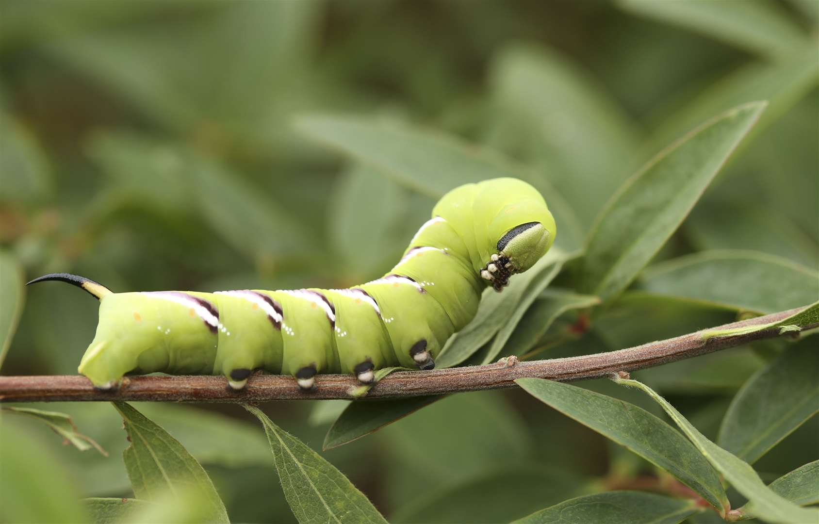 Count the caterpillars as part of the Big Forest Find Picture: Simon Bound