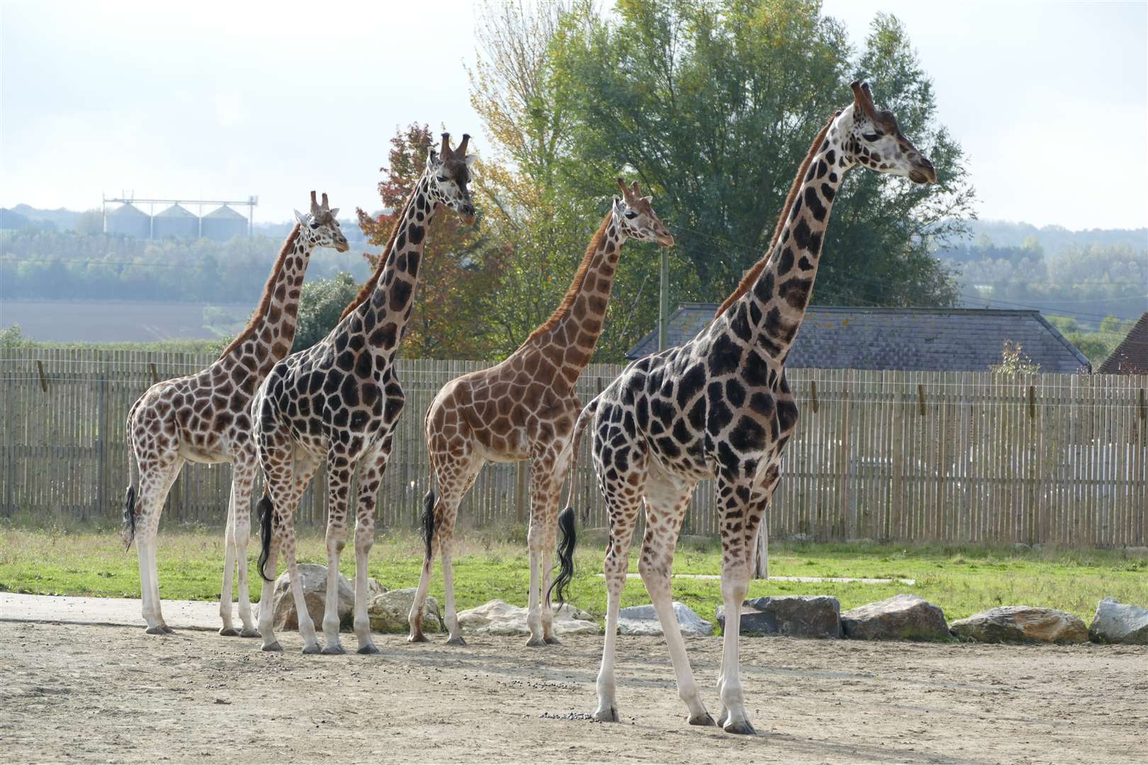 Giraffes at Wingham Wildlife Park. Picture: Simon Willis