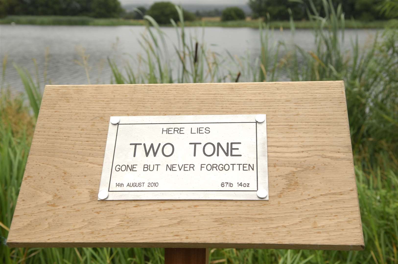 A memorial plaque remains at the Conningbrook Lakes, near a swim that Two Tone was caught from on a few occasions. Picture: Martin Apps