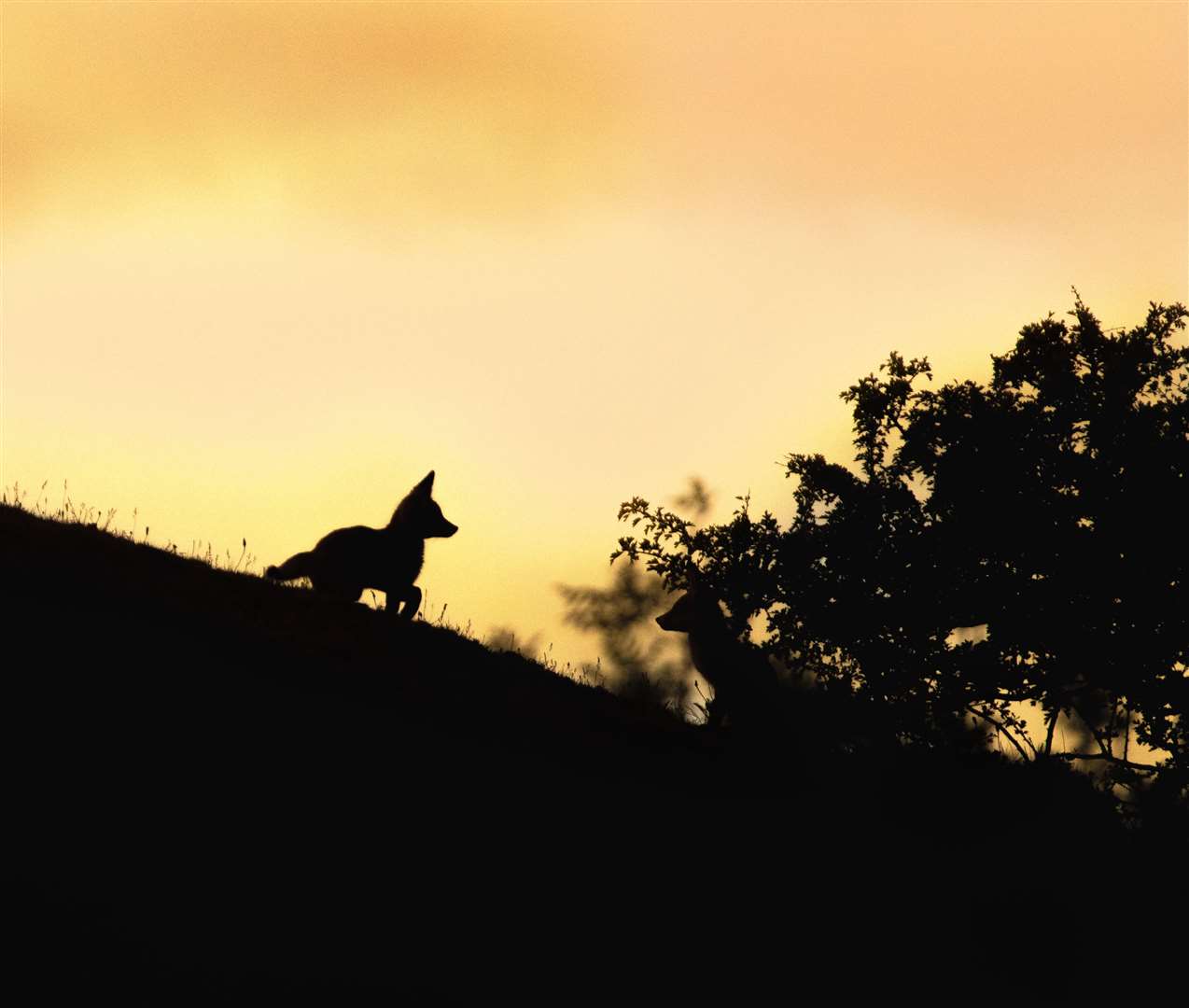 Foxes on a hillside taken by Ben Harrott which was a runner-up in the overall awards (Ben Harrott/RSPCA/PA)