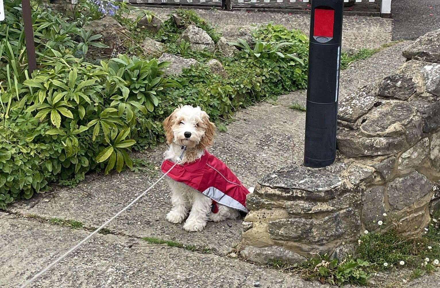 Basil the cockapoo