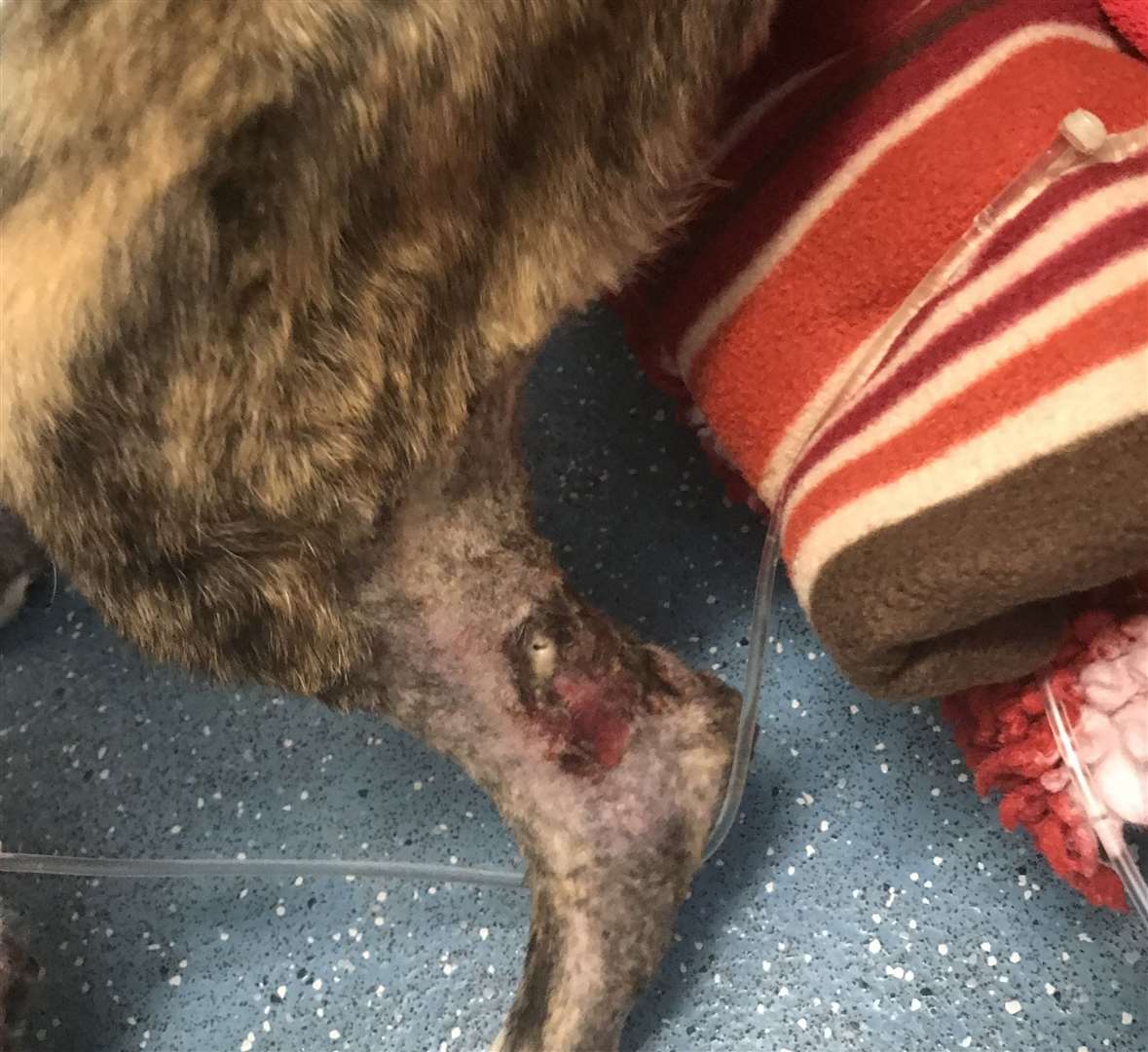 The dog's leg may need to be amputated. Picture: RSPCA