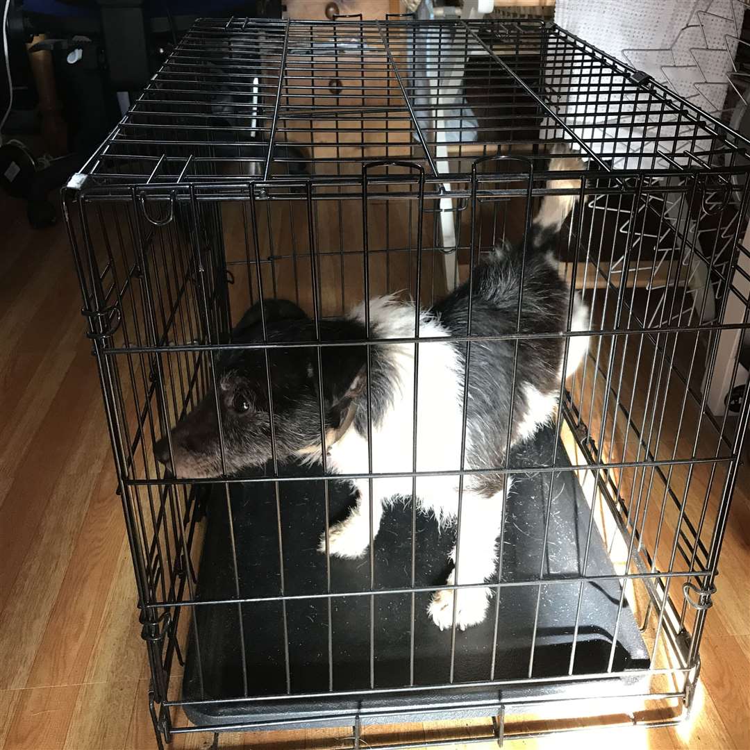 Sammy in the small crate with no ffood or water. Picture: RSPCA