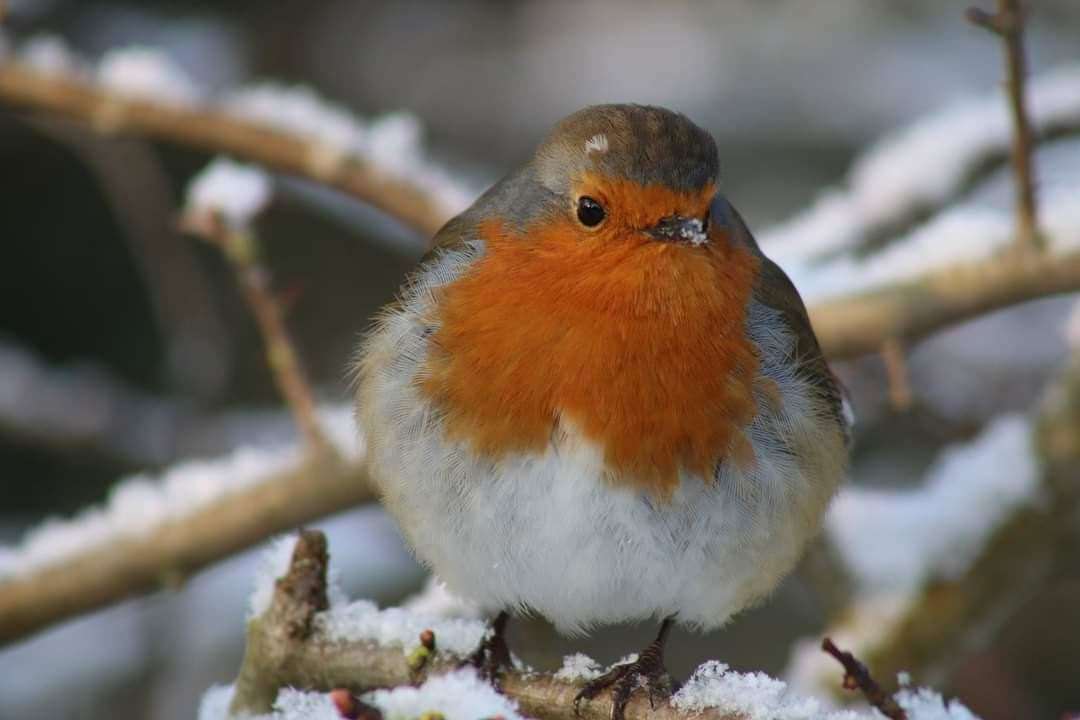 A robin captured at Gillingham Riverside. Picture: Tina Shaw