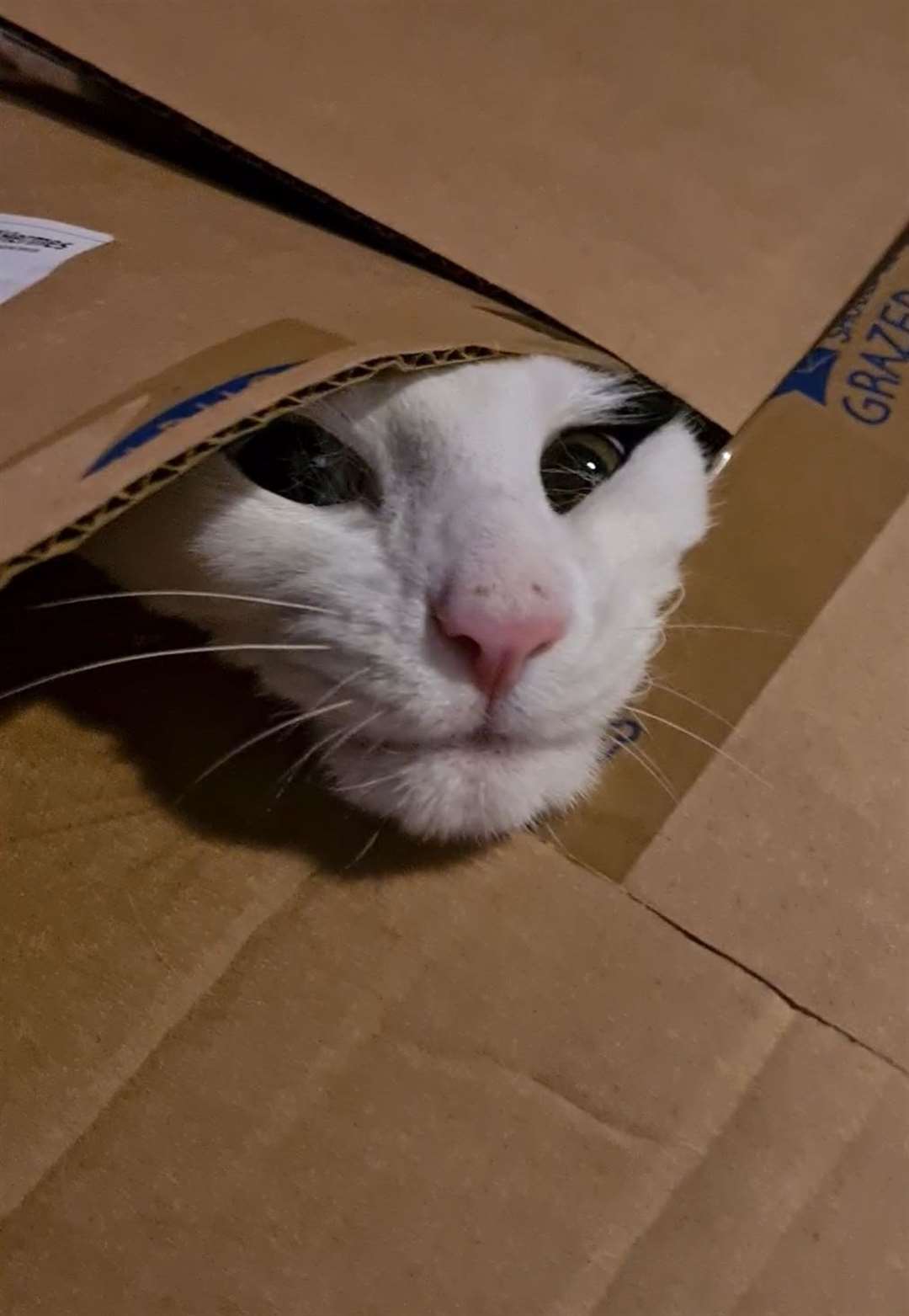 Irwin peeking out of a box