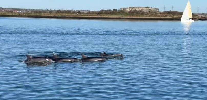 Dolphins caught on camera swimming in the River Medway near Hoo