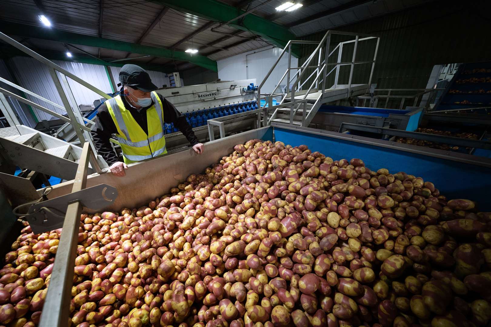 Agronomy director Dr David Nelson, known in the industry as Dr Potato, with the new hybrid variety of potato named Nemo (Joe Giddens/PA)