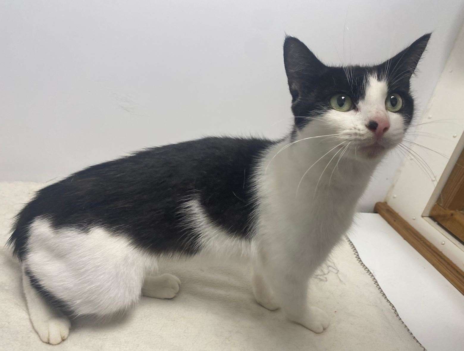 The moggie is under two years old and hasn’t been microchipped. Picture: Cats Protection Swale