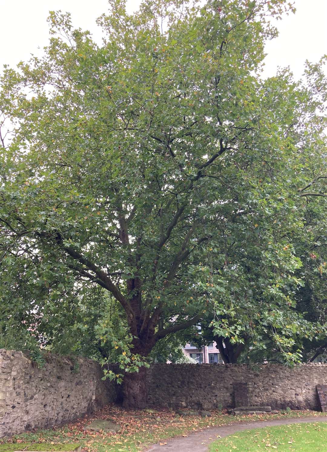 A large maple tree in a corner of a cemetery in Barking, east London, where the bodies of Gabriel Kovari, 22, and Daniel Whitworth, 21, were found (Emily Pennink/PA)