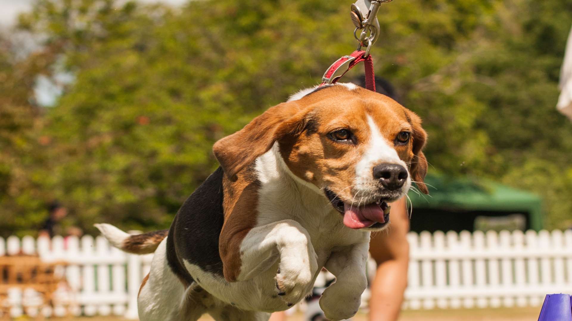 There's plenty of doggy activities at Paws at the Castle