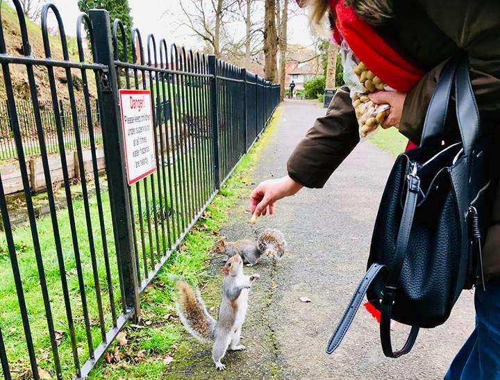 Sandra Taylor feeding another tame squirrel.