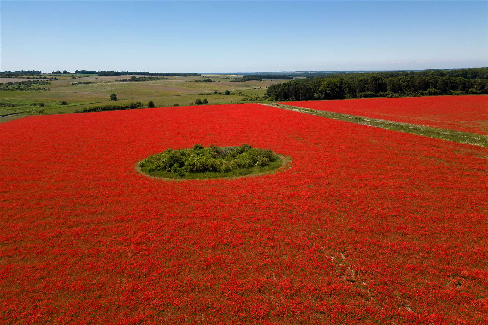 Meanwhile, a field in Great Massingham, Norfolk, rewilded by its landowner played host to a sea of red poppies (Joe Giddens/PA)