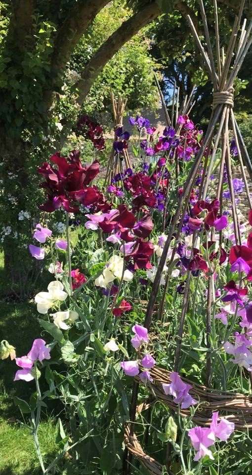 Sweet peas trailing up a wicker trellis made by the Duchess of Gloucester, who also took the photograph (Buckingham Palace/PA)