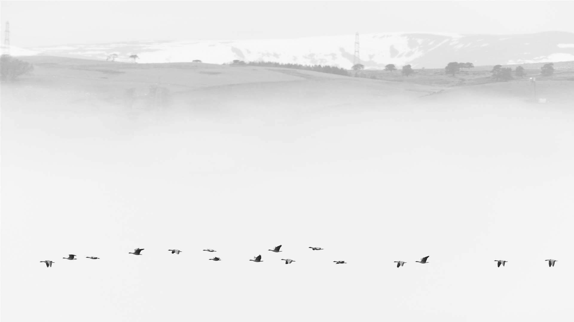 Pink Footed Geese by Terry Whittaker