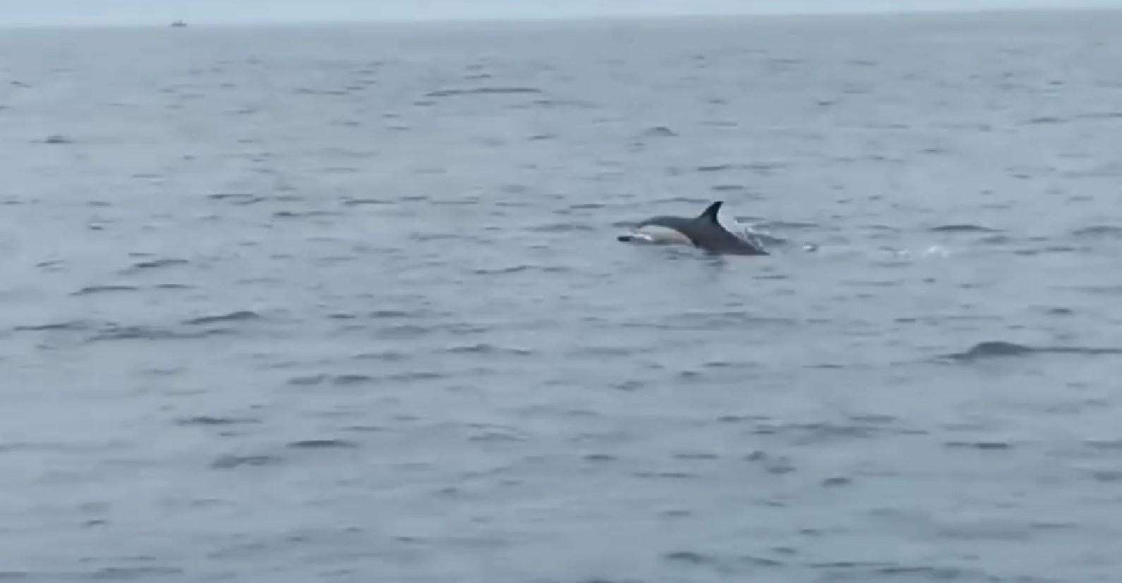 Some of the dolphins came up close to the boat off the coast of Folkestone. Picture: Neal Boosey