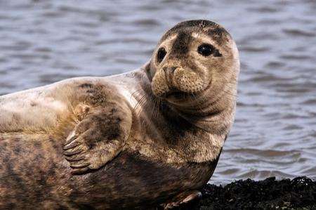 A grey seal. Picture: Brett Lewis