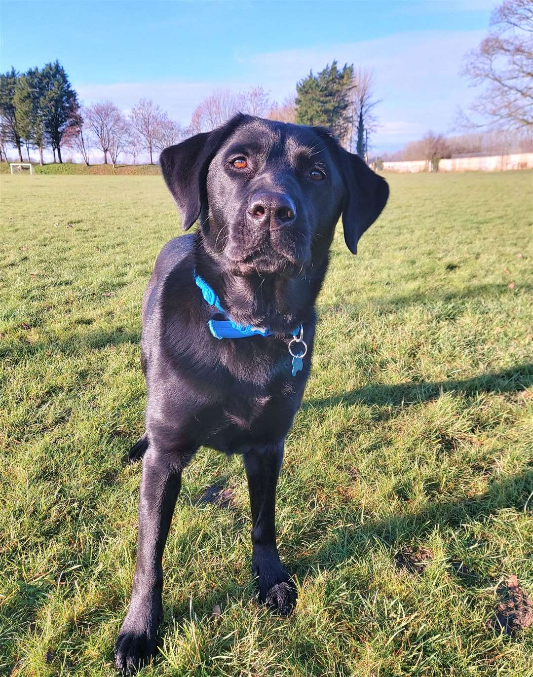 Victoria is a ‘lovely soul’ but never settled as a working dog, her previous owner, Frankie Tipton, said (Thames Water/PA)