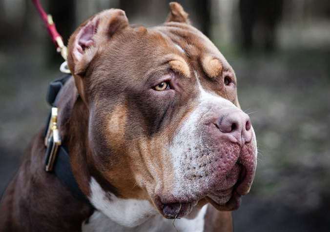 Michael Murray has been allowed to keep his XL bully dog. Picture: Stock image