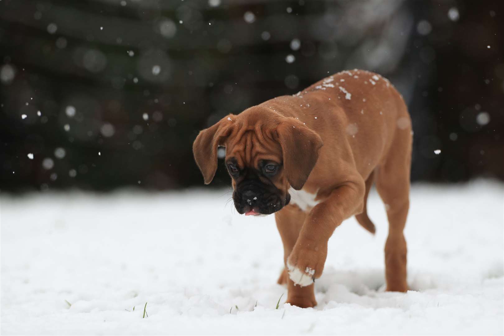 A young boxer dog puppy discovers snow for the first time in Leicestershire (Mike Egerton/PA)