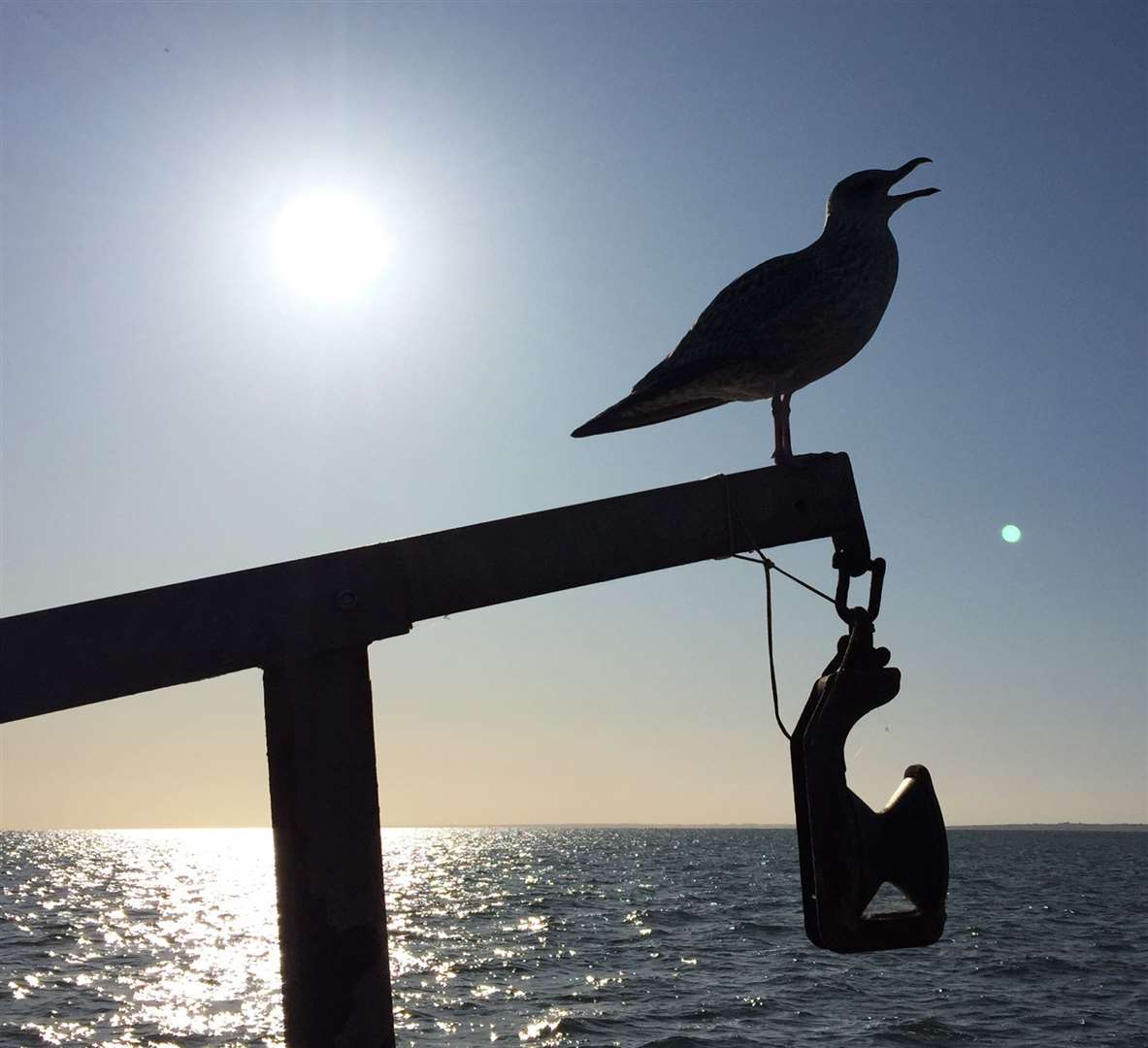 A seagull on the boat