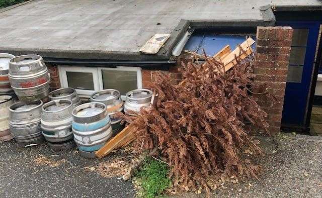 Don’t trip over it on your way to the pub garden at the back, the ex-Christmas tree has survived half a year