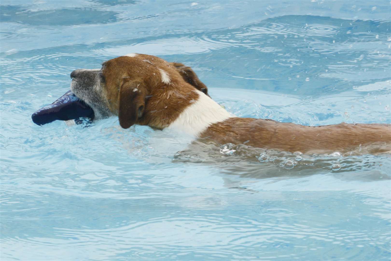 Island Dog n Splash swimming pool opens in Harty Sheppey