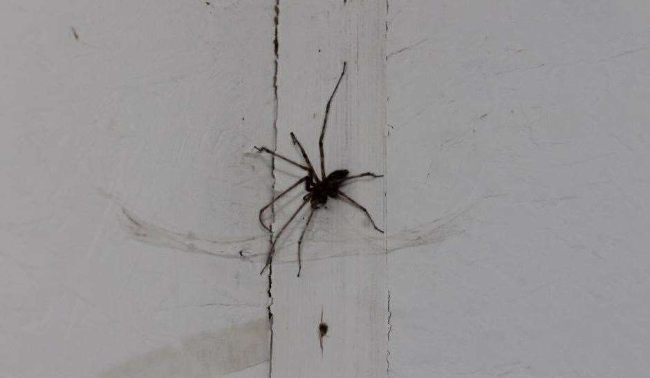 Spider mating season takes place between now and the end of October