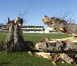 The famous lime tree at Kent's St Lawrence ground was destroyed by January gales. Picture: CHRIS DAVEY