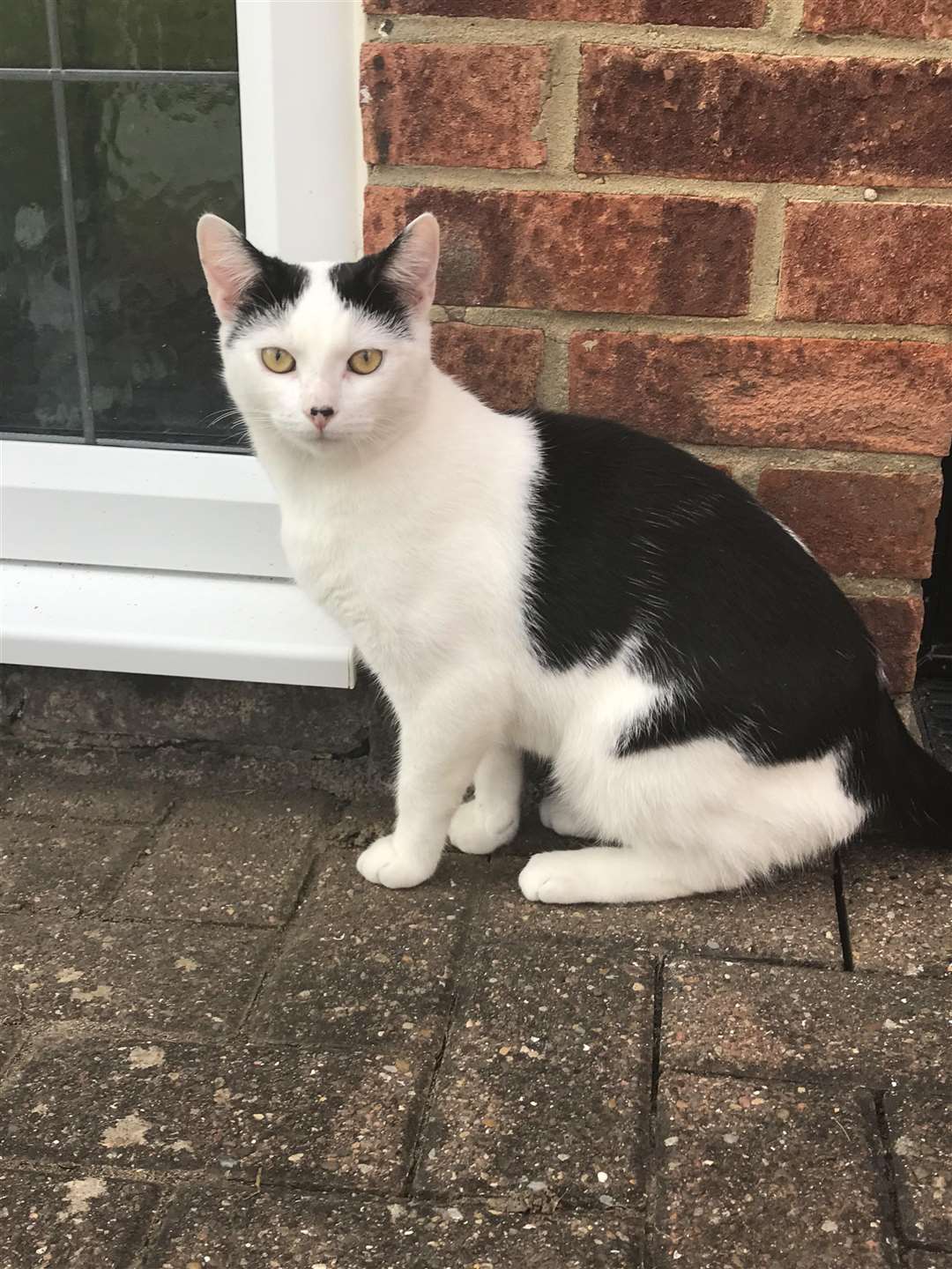 Kevin was checked by vets after his ordeal (RSPCA/PA)