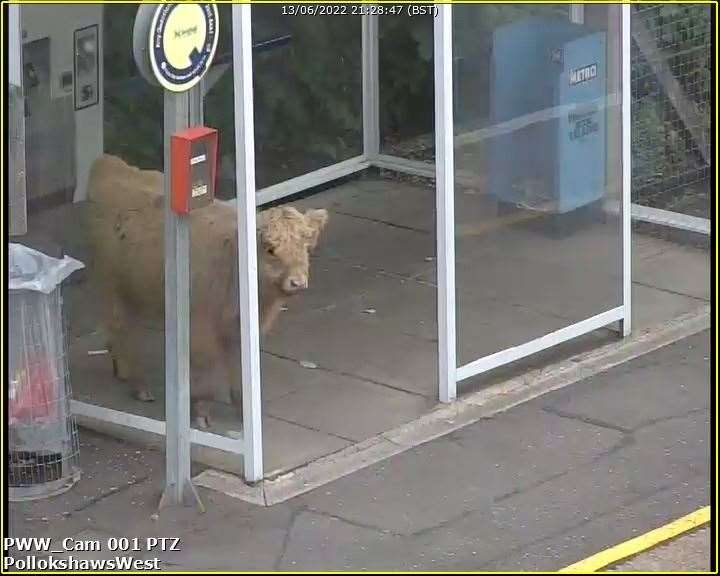 The animal decided to spend some time under the shelter before leaving again (ScotRail)