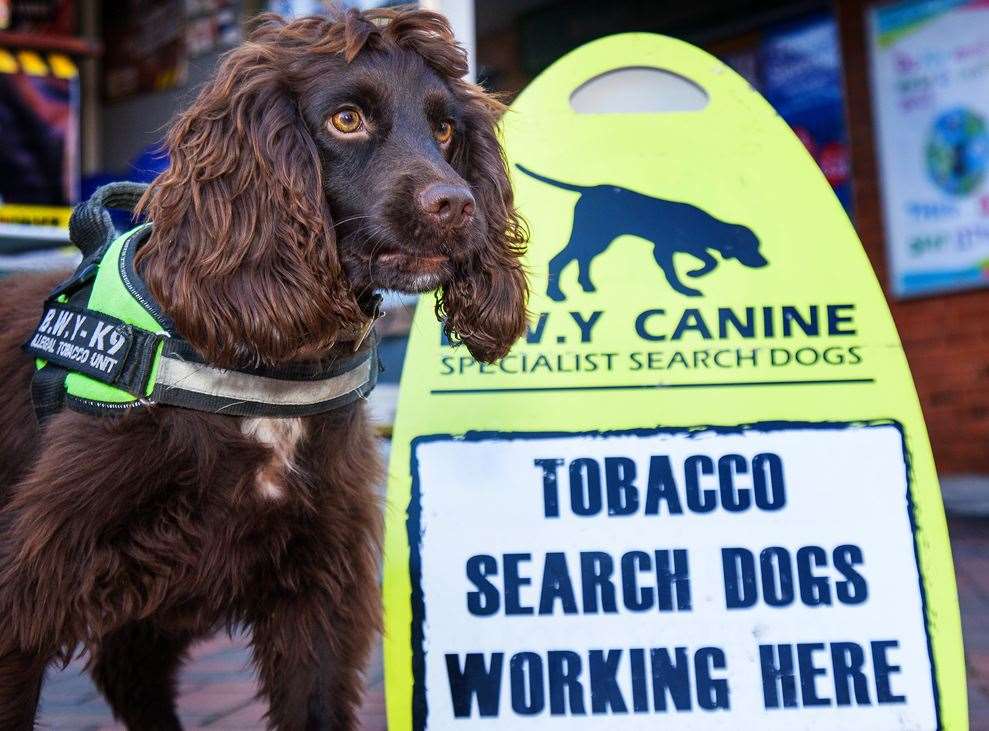 Yoyo, one of the sniffer dogs involved in the raids