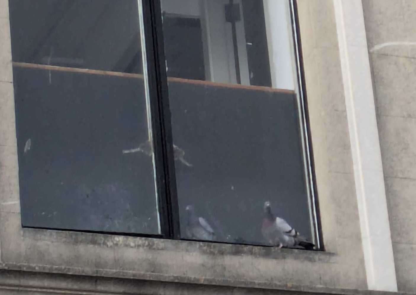 The trapped pigeon had its mate waiting for it on the other side of the glass